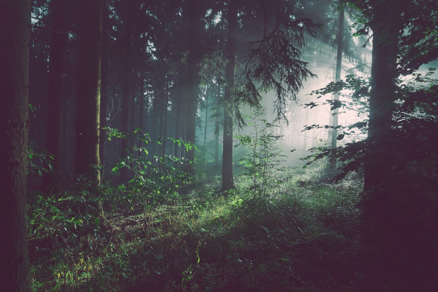 Nature photo 4