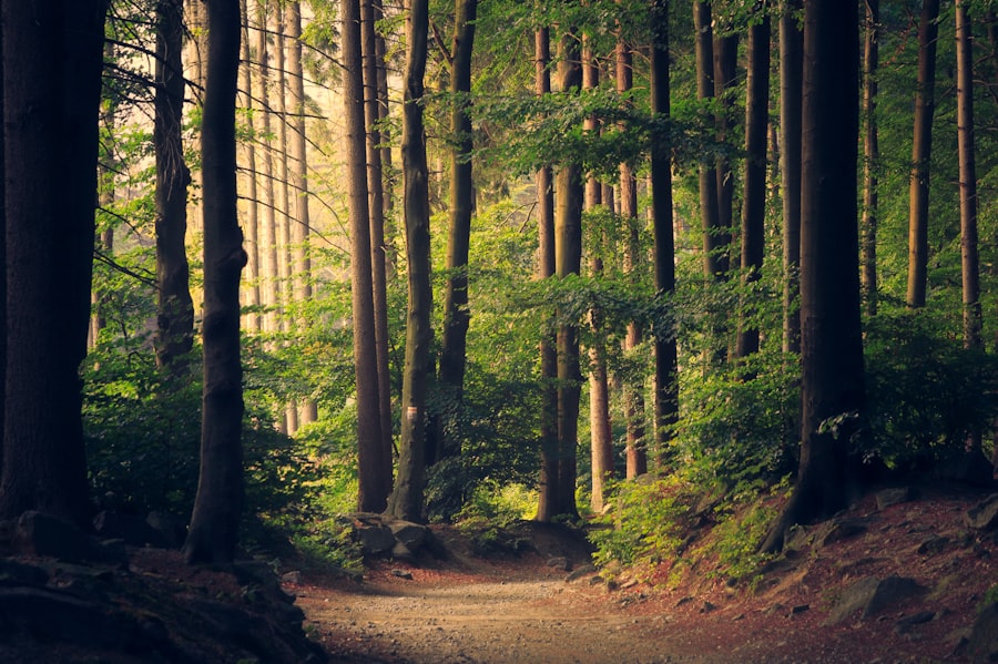 Nature photo 8