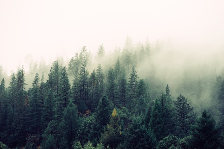 Nature photo 9